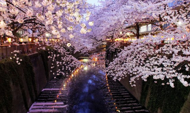 日本の文化を英語で お花見 の英語フレーズ集 Nexseed Blog